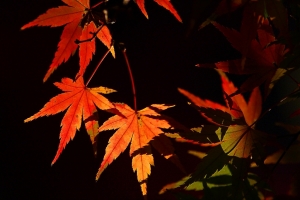 ［228L］楓葉小品