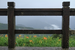雨中金針花