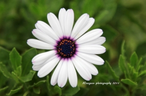 Sigma 50mm f1.4 花特輯