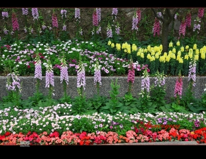 陽明山花季