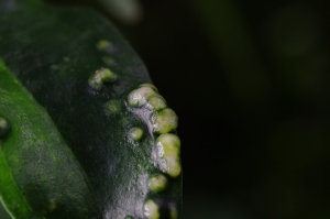 Sophies植物微距攝影集054