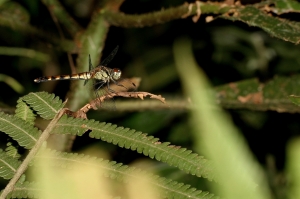 焰紅蜻蜓 Sympetrum eroticum ardens (McLachlan, 1894)
