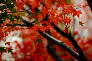 閒影紅葉