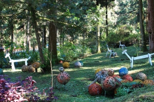 12/17 中部二日遊partII(台大實驗林、忘憂森林)