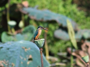 456打鳥記 - 小翠衝水飛行版