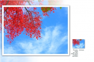 火紅的花高高掛