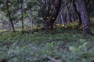 一閃一閃亮晶晶--東勢螢火蟲