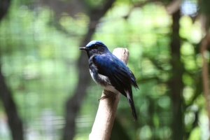 日本東京上野動物園
