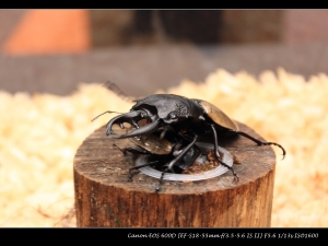 7月份高雄甲蟲展