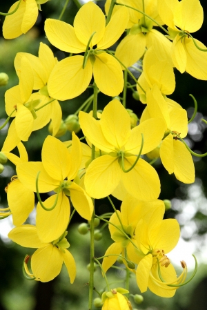 赤土崎公園 阿勃勒