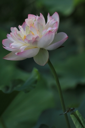 荷池風華