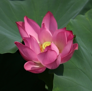 分享南投中興新村 -荷花