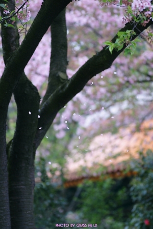 花吹雪