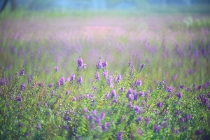 甜甜圈裡的世界~~