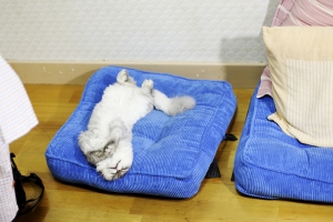 貓咪最醜睡姿4連拍(CONTAX 50/1.4)