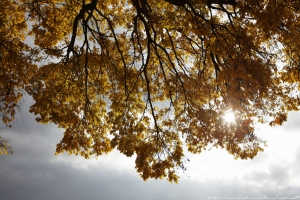 京阪散策 洛西篇