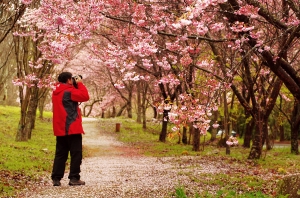 武陵賞櫻，花超多、人超擠、車超塞