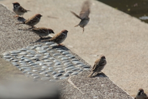 小麻雀開戰 by 攝工