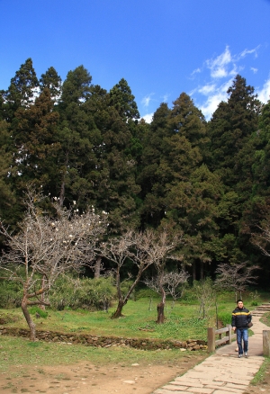 光影隨行阿里山 Part 2