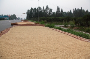 道教聖地 青城山  by riken