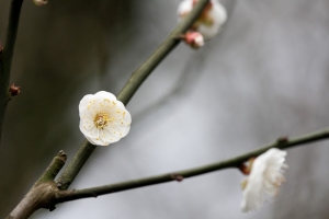 陽明山週六花況