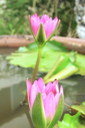 桃園蓮花季!! (多圖)