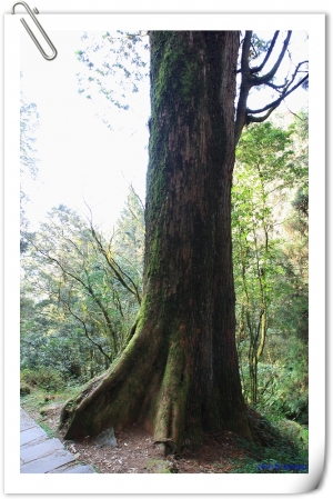 阿里山之旅   2  [10P]