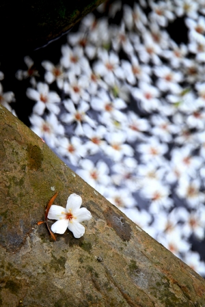 安定與動盪，桐花一張流