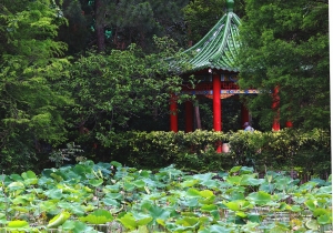 蓮花池  _peterp.