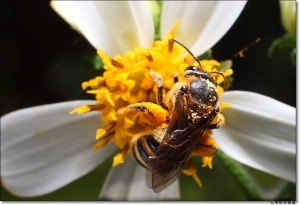 ●●●S50mm Macro●●●By雙胞胎媽媽