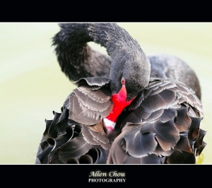 黑天鵝Black Swan