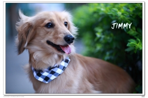 帥氣又可愛的長毛臘腸狗---jimmy