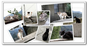 20100221與猴硐貓一起貓貓貓 (侯硐=猴硐)