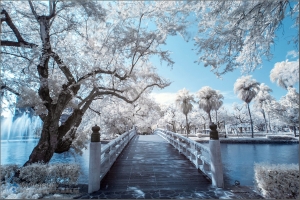 台中公園．半IR印象