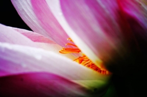 荷花 蓮花  阿勃勒