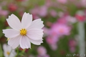 20111125~新社花海節 (一)&nbsp;&nbsp;^&nbsp;&nbsp;^