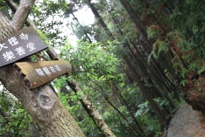 【大山背騎龍古道】古道、桐花、糯米橋
