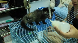 各位!!我又有新寵物了