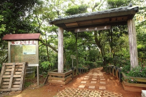 林口 新林步道 賞桐花