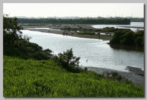安平鹽水溪自行車道、水鳥公園