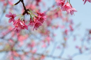 校園即景拍花草