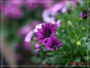 陰天傍晚的2009陽明山花季