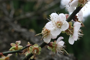 梅。&nbsp;&nbsp;… by DW