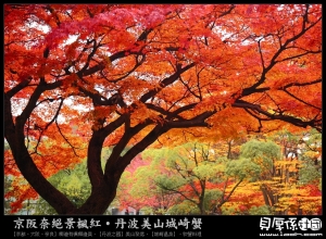 日本賞楓【奈良秋狩‧銀杏魅惑‧楓璀璨】