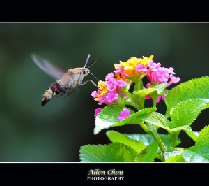 飛行的蝦...透翅天蛾/長喙天蛾 ~ Allen~