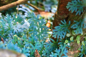 藍色夢幻精靈四(我的家族與家鄉風光)