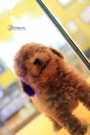 DOG~玻璃窗裡的價值~~~~~