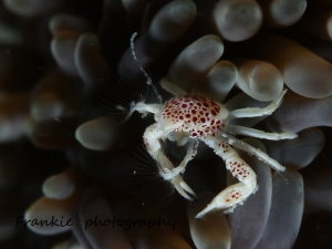 Sipadan Macro - 100mm marco