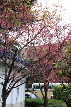 帶毛小孩賞櫻去