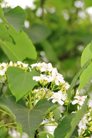 彰化挑水古道油桐花
